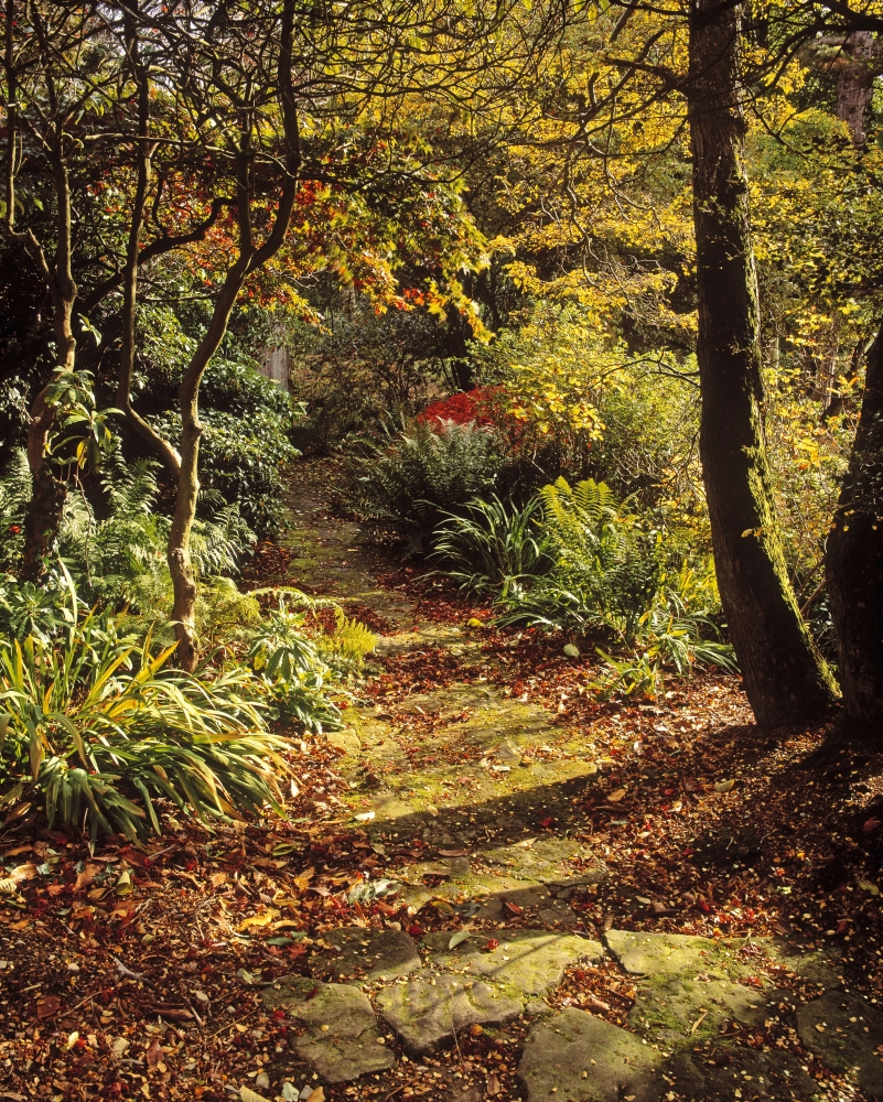 DPI1798230LARGE Woodland Path Mount Stewart Ards Peninsula Co Down Ireland Poster Print by The Irish Image Collection, 24 x 30 - Large
