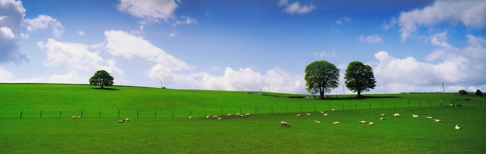 DPI1804606 Co Wicklow Ireland - Sheep Poster Print by The Irish Image Collection, 35 x 11