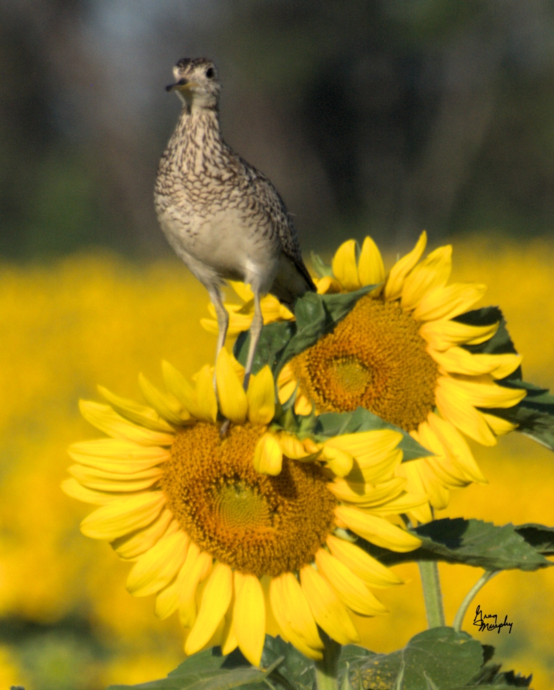 Sunflower 54 Poster Print by Greg Murphy - 20 x 25 in.