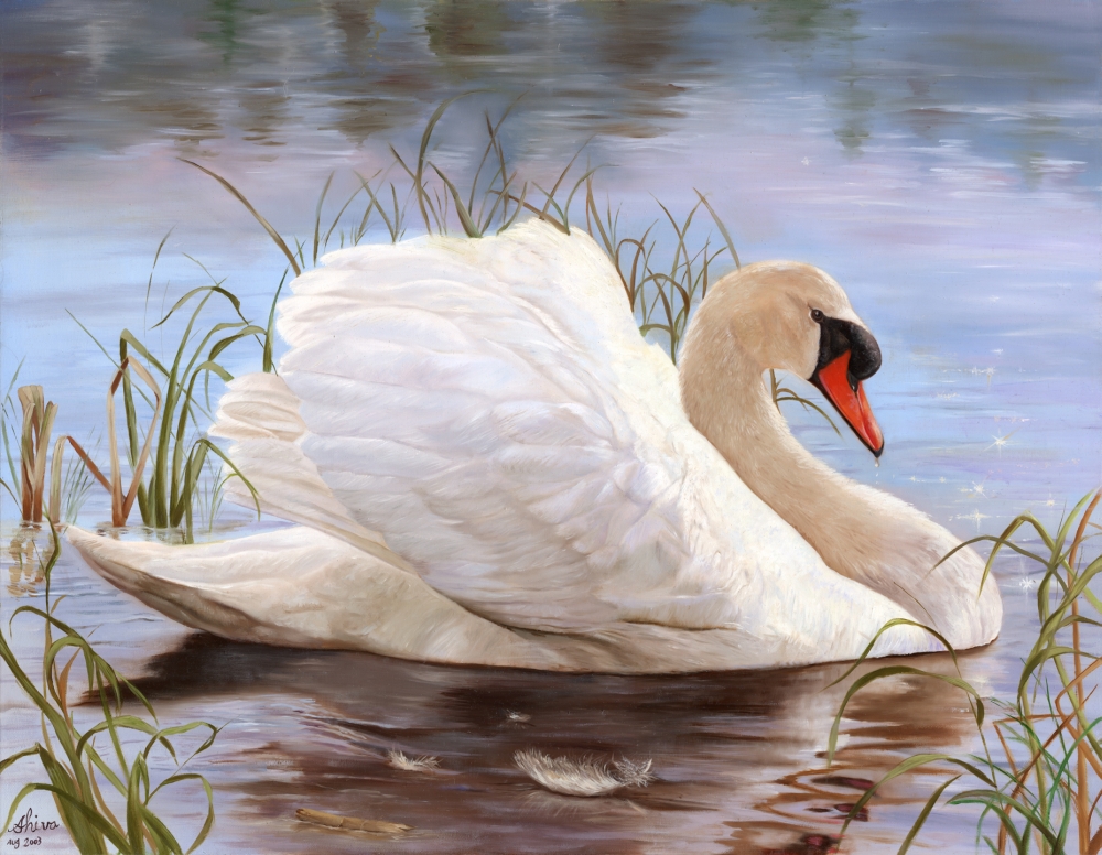 Swan Poster Print by Shiva - 11 x 8 in.