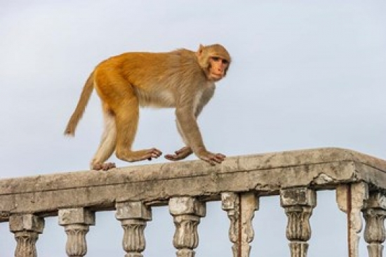 PDDAS10AKA0071 Monkey Rhesus Macaque Macaca Mulatta Varanasi India Poster Print by Ali Kabas - 34 x 23 in.