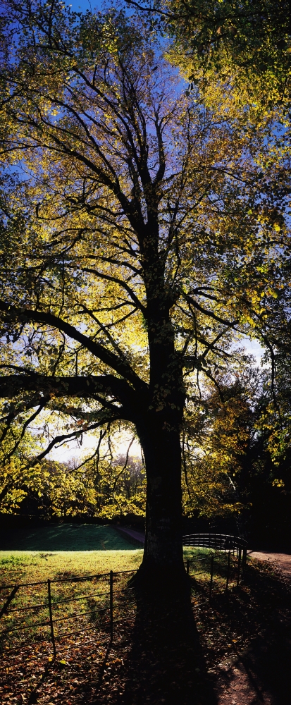 Trees During Autumn Poster Print by The Irish Image Collection - 19 x 44 - Large