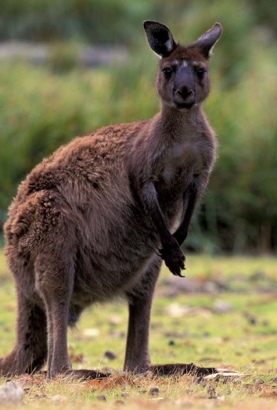 Western Grey Kangaroo in Its Brown Phase Australia Poster Print by Art Wolfe - 18 x 26 in.