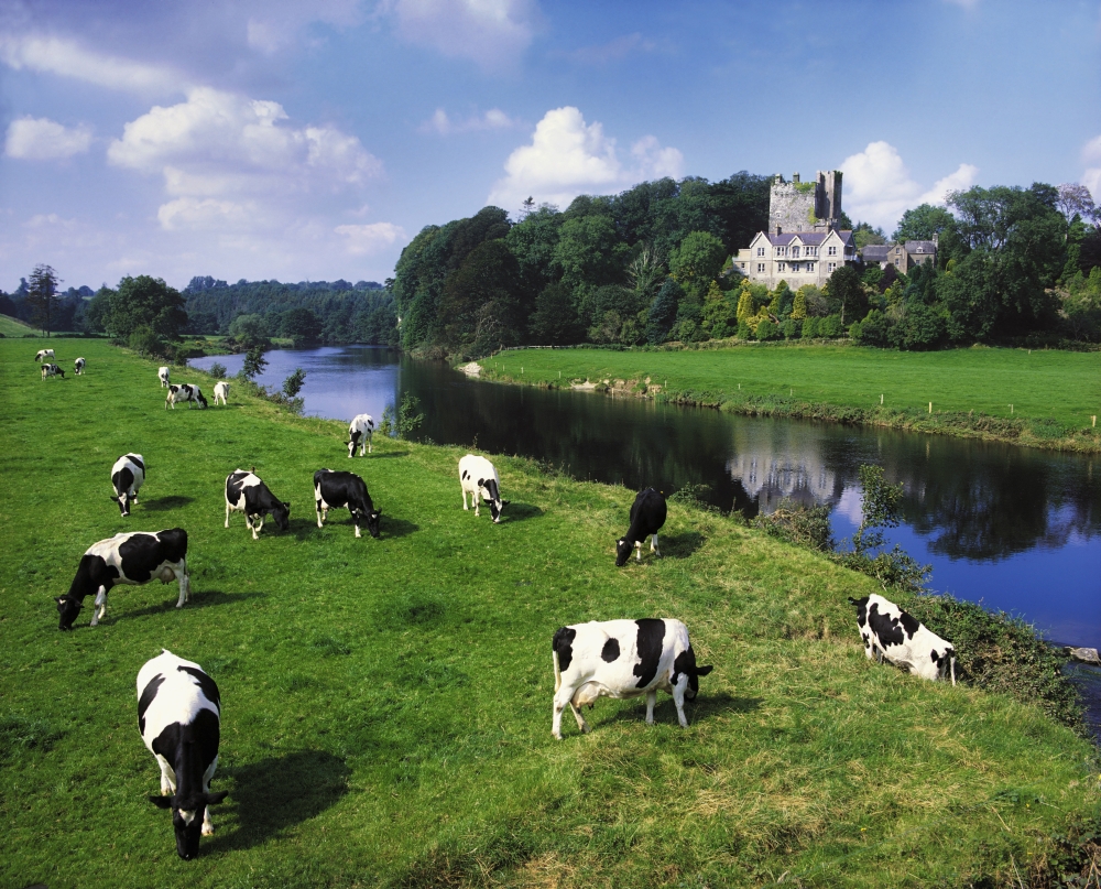 Ballyhooley Co Cork Ireland - Friesian Cattle Poster Print - 17 x 13