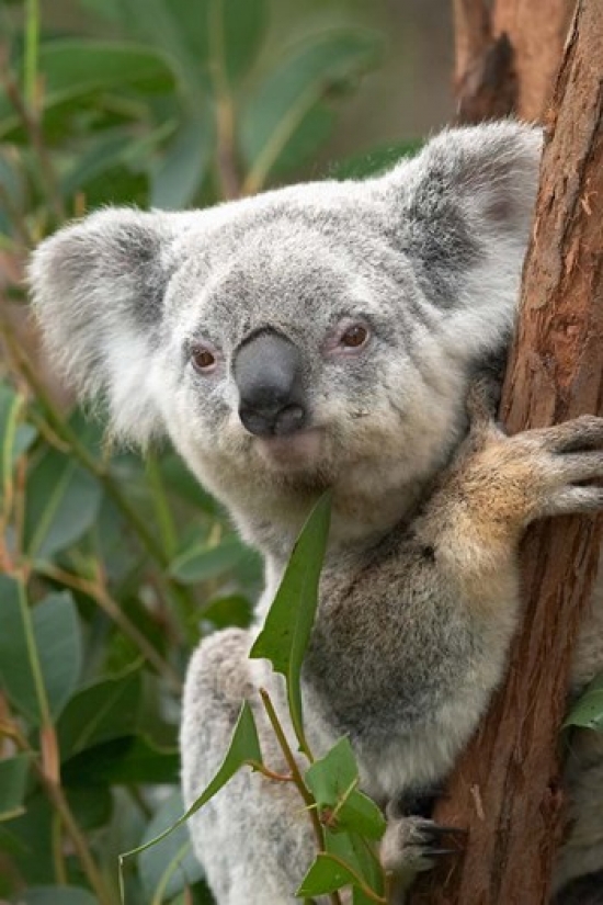 Koala Australia Poster Print by David Wall - 17 x 26 in.