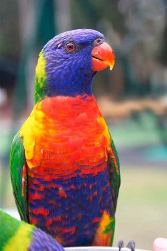 Rainbow Lorikeet Australia Side View Poster Print by David Wall - 17 x 26 in.