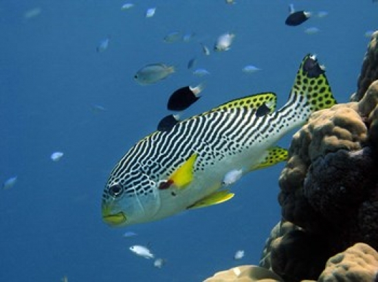 Diagonal-Banded Sweetlips Great Barrier Reef Australia Poster Print by David Wall - 26 x 20 in.