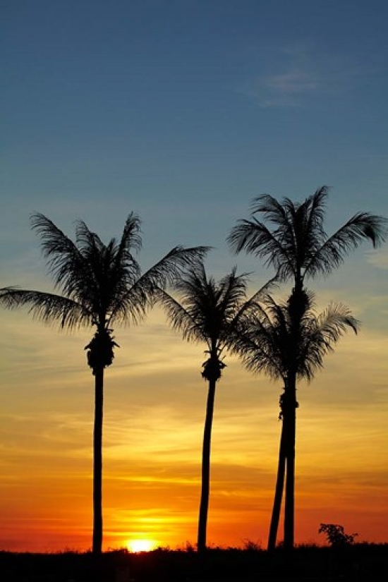 Beach Palm Trees Mindil Beach Darwin Australia Poster Print by David Wall - 19 x 29 in.