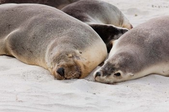 PDDAU01MZW0011 Australian Sea Lion Kangaroo Island South Australia Poster Print by Martin Zwick - 29 x 19 in.