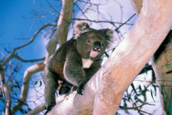 Australia Kangaroo Isl Koala Bear Eucalypytus Tree Poster Print by Peter Skinner - 27 x 18 in.
