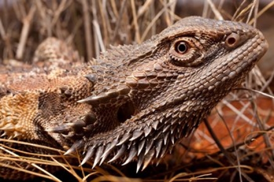 PDDAU01PSO0064 Australia Central Bearded Dragon Lizard Outback Poster Print by Paul Souders - 29 x 19 in.