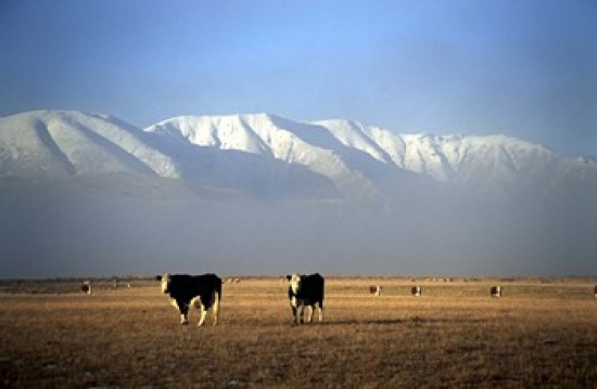Cows & Hawkdun Range Maniototo Central Otago Poster Print by David Wall - 28 x 18 in.