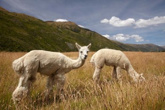 Alpacas by Gibbston River Trail Gibbston Valley Southern Lakes District South Island New Zealand Poster Print by David Wall