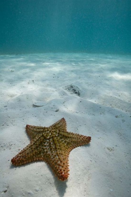 PDDCA05PSO0047 Bahamas Marine Life Sea Star Golden Rock Beach Poster Print by Paul Souders - 23 x 35 in.