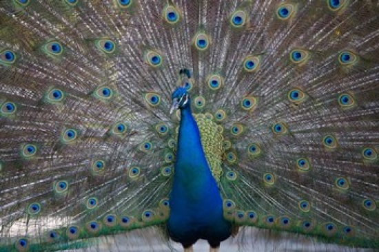 PDDCA05PSO0086 Bahamas Nassau Indian Peacock Patterns Poster Print by Paul Souders - 35 x 23 in.