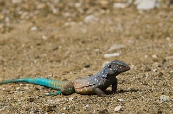 PDDCA09POX0132 Bonaire Whiptail Lizard Bonaire Netherlands Antilles Poster Print by Pete Oxford - 36 x 24 in.
