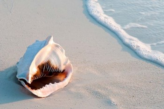 PDDCA41MDE0013 Conch Shell at Sunset St Martin Caribbean Poster Print by Michael Defreitas - 26 x 18 in.
