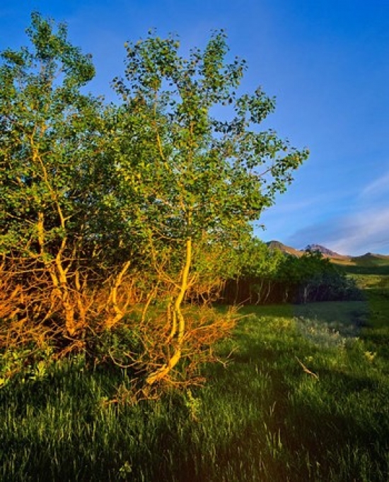 Quaking Aspen Grove Along the Rocky Mountain Front in Waterton Lakes National Park Alberta Canada Poster Print by Chuck Haney -  BrainBoosters, BR3153883