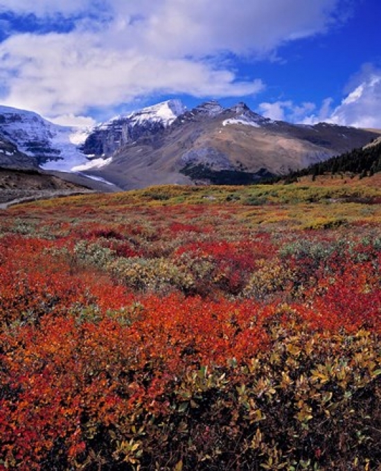 Alberta Columbia Icefields Huckleberry Meadows Poster Print by Ric Ergenbright - 21 x 26 in.