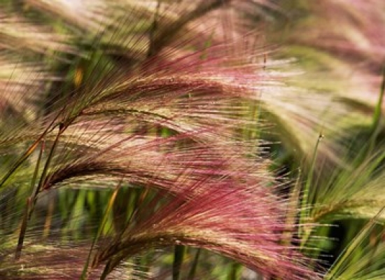 Foxtail Barley Banff Np Alberta Canada Poster Print by Stuart Westmorland - 33 x 24 in.