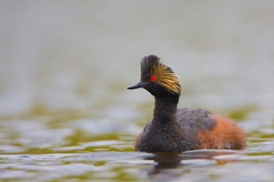 Canada British Columbia Eared Grebe Breeding Plumage Poster Print by Gary Luhm - 26 x 18 in.