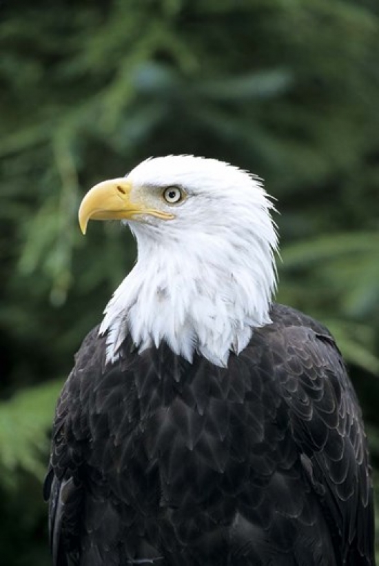 PDDCN02MDE0000 Bald Eagle British Columbia Canada Poster Print by Michael Defreitas - 18 x 27 in.