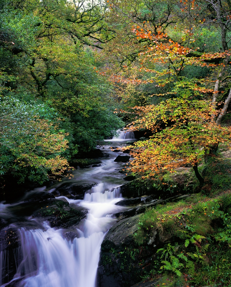Killarney National Park Ring of Kerry Co Kerry Ireland - Unesco World Biosphere Reserve Poster Print by The Irish Image Collection, 13 x 17