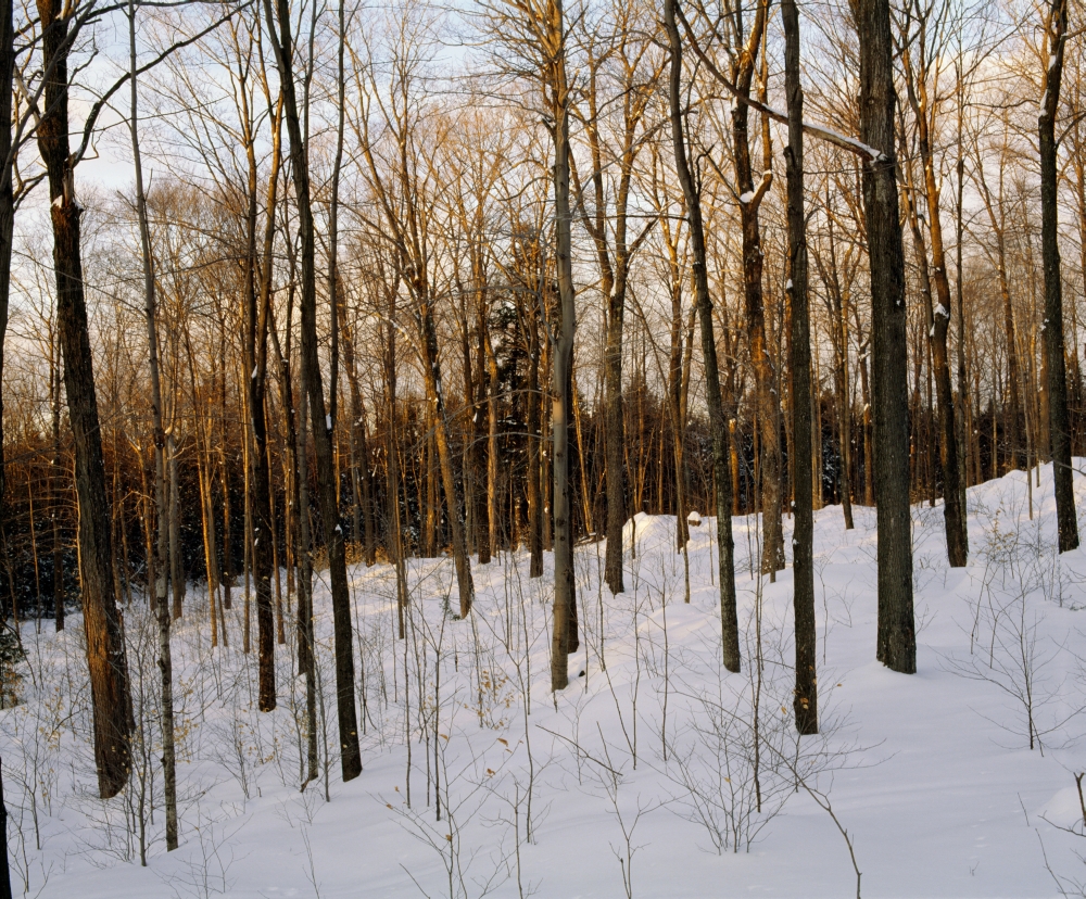 Snowy Forest Poster Print by David Chapman - 32 x 26 - Large