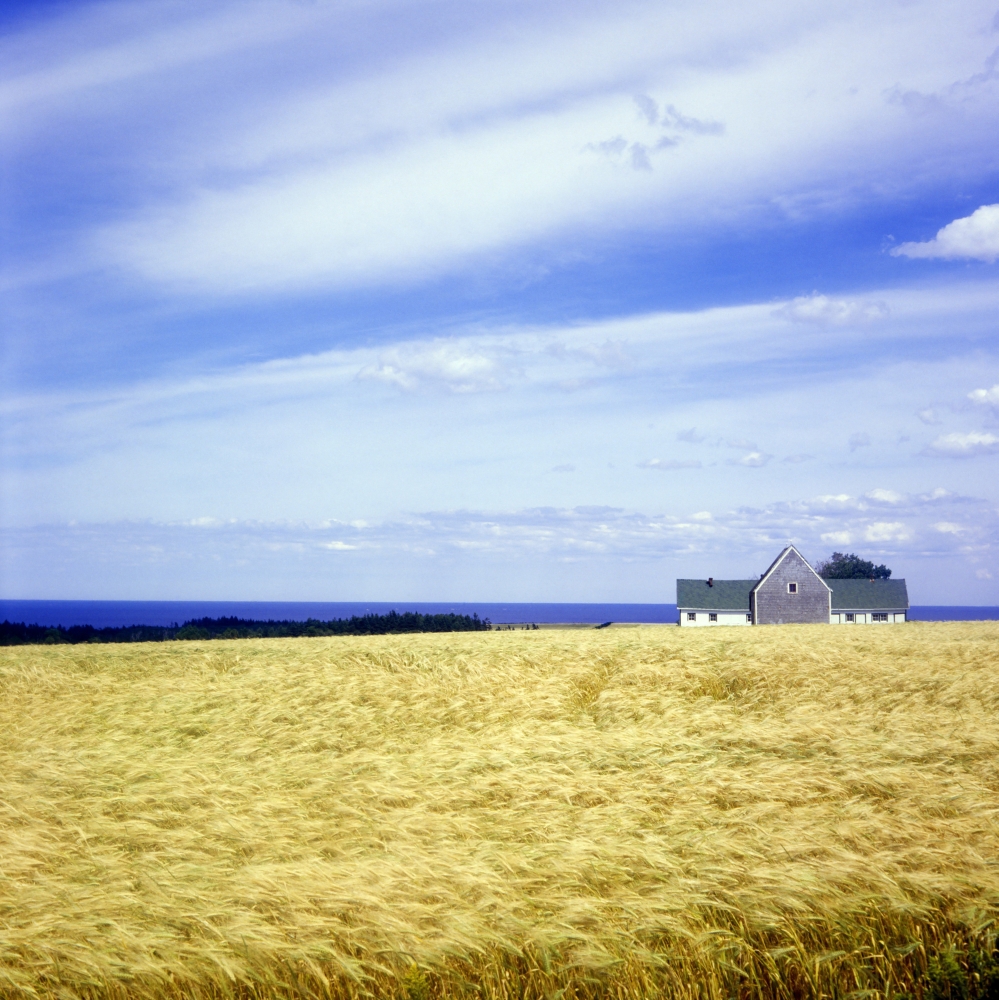 Wheat Field Poster Print by David Chapman - 15 x 15