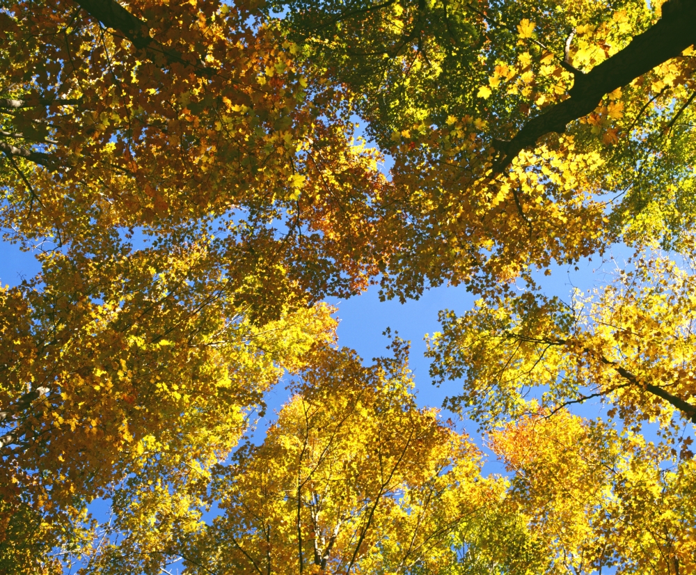 DPI1802789LARGE Autumn Tree Branches Low Angle Poster Print by David Chapman, 32 x 26 - Large