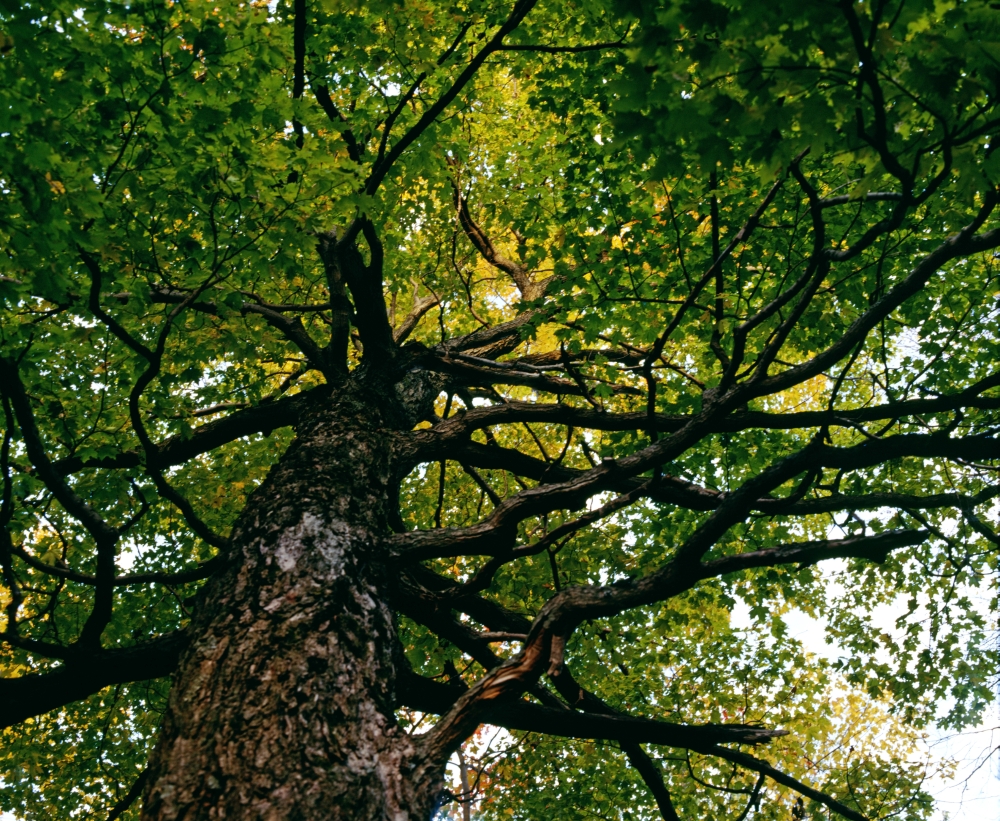 Tree Low Angle View Poster Print by David Chapman - 32 x 26 - Large