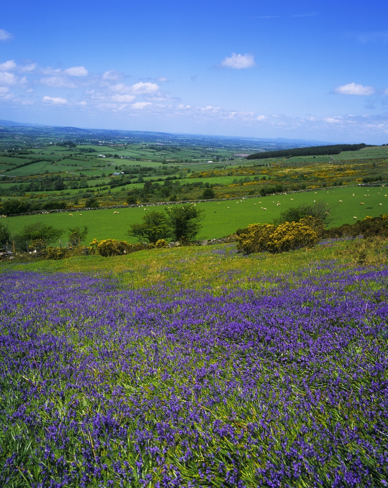 DPI1798501 Bluebell Flowers On A Landscape County Carlow Republic of Ireland Poster Print by The Irish Image Collection, 13 x 17
