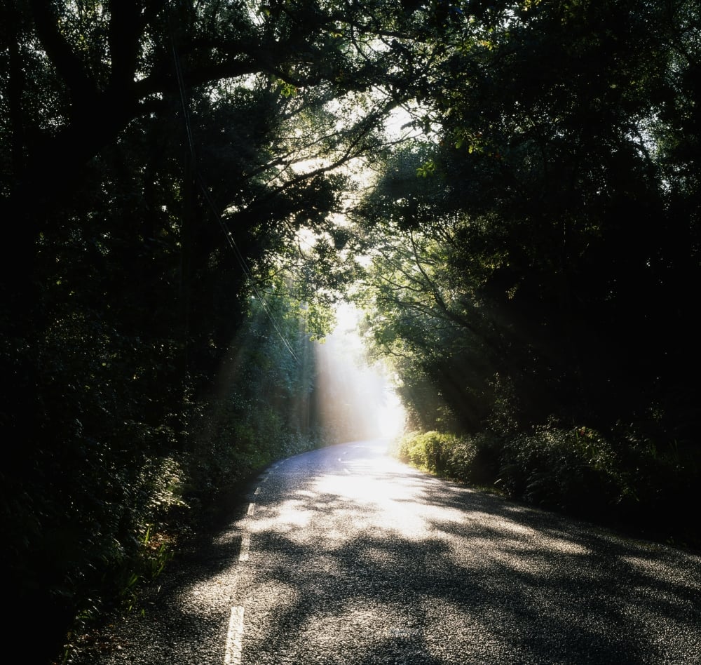 Treelined Road Poster Print by The Irish Image Collection - 15 x 14