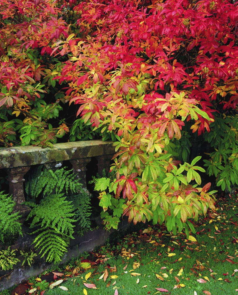 Castlewellan Co Down Ireland - Balustrade & Autumn Leaves Poster Print