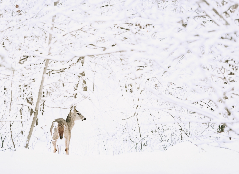 Deer in a Forest Poster Print by Chris & Kate Knorr, 16 x 12