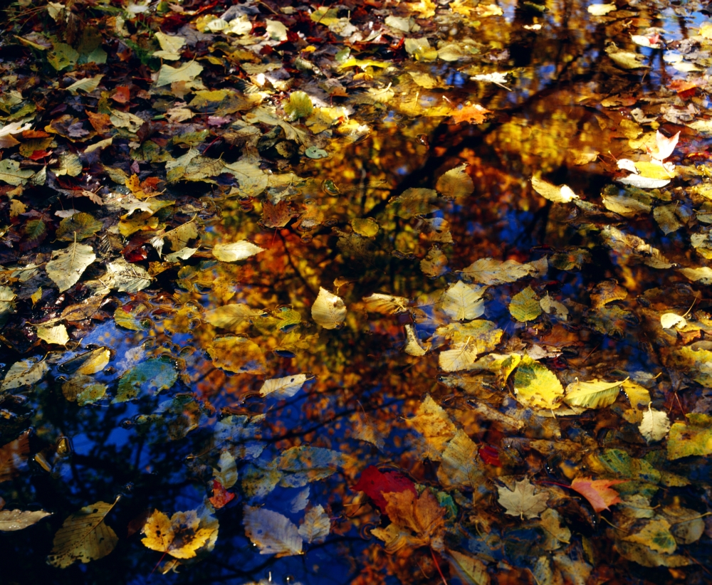 Leaves in Water Puddle Poster Print by David Chapman, 32 x 26 - Large