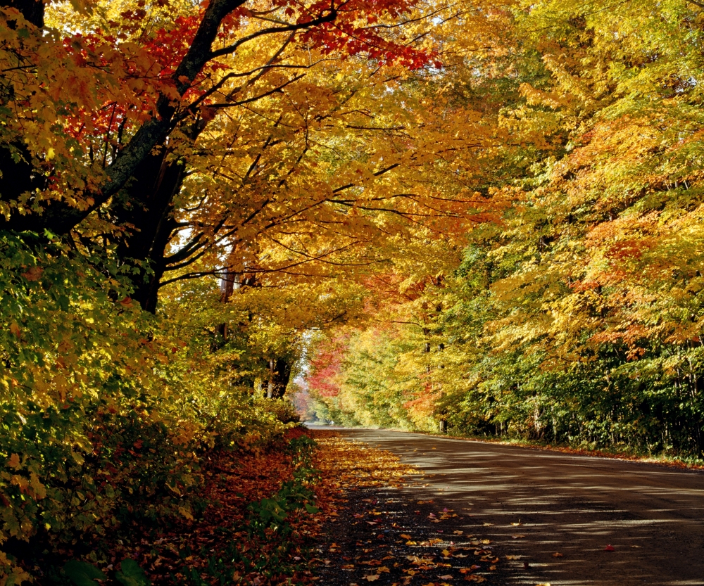 Tree Lined Road in The Fall Poster Print by David Chapman, 16 x 13