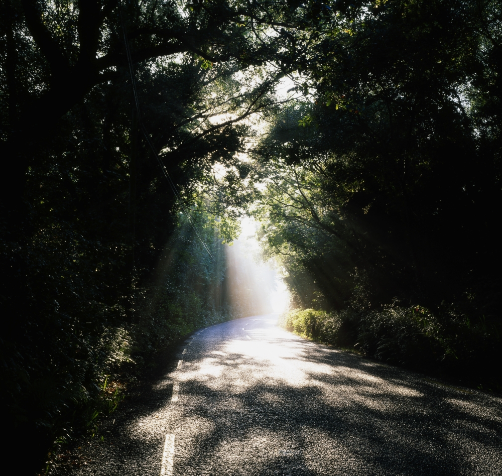 Treelined Road Poster Print by The Irish Image Collection - 30 x 28 - Large