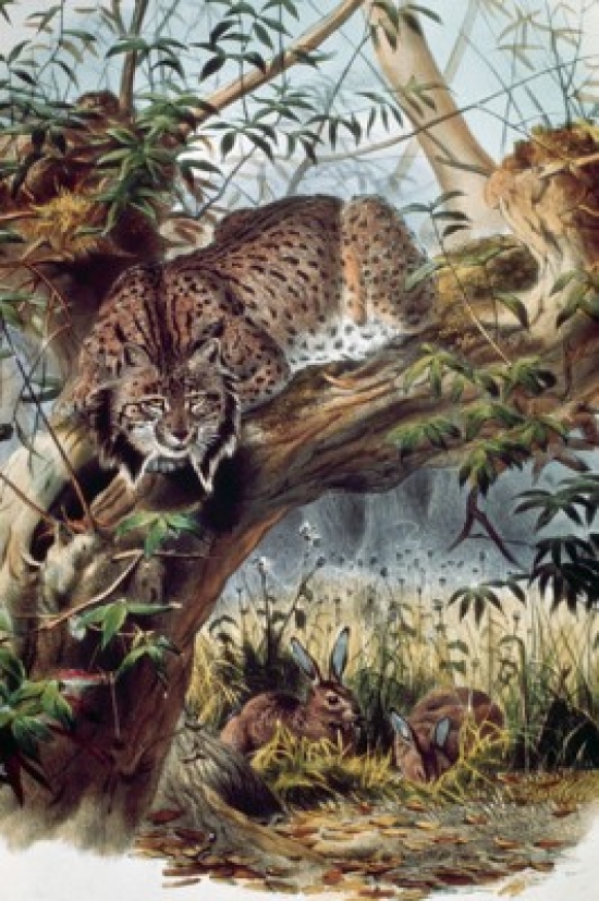 Spanish Lynx Artist Unknown Poster Print - 18 x 24 in.