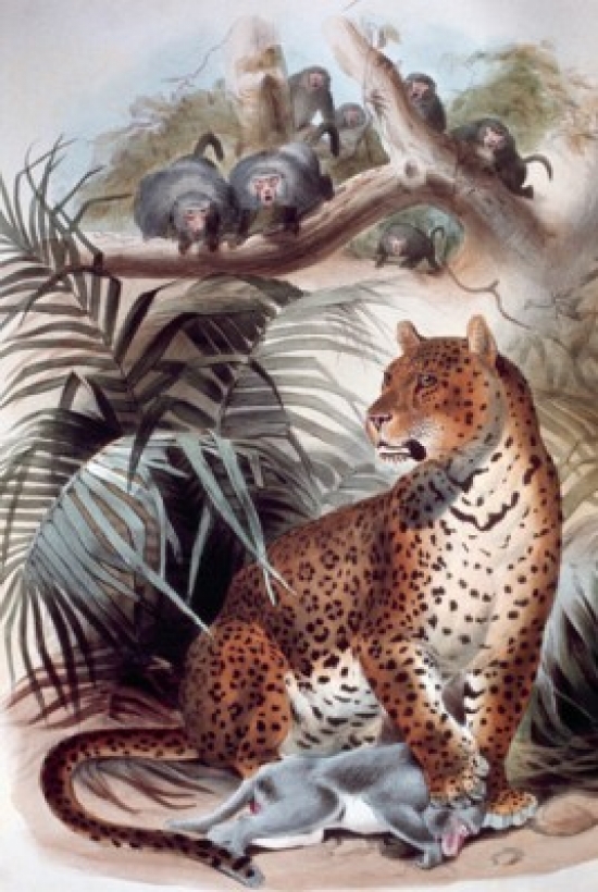 Leopard Artist Unknown Poster Print - 18 x 24 in.