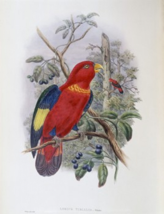 Blue-Thighed Lory John Gould 1804-1881 British Poster Print - 18 x 24 in.