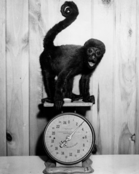 Monkey on Weight Scales Poster Print - 18 x 24 in.