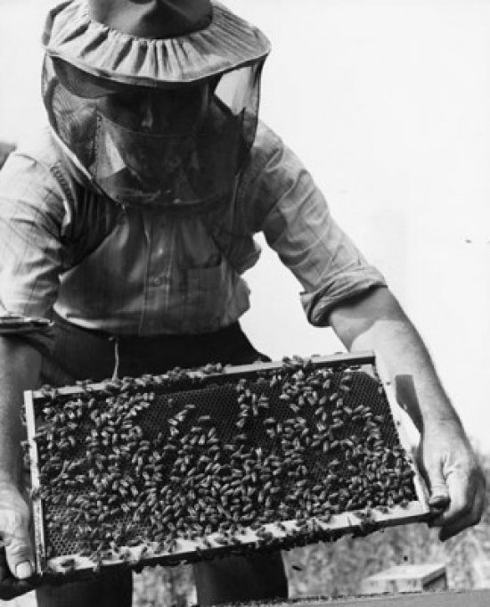 Beekeeper Holding a Beehive Poster Print - 18 x 24 in.