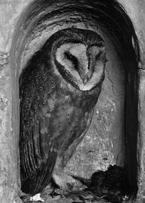 SAL9901349 Close-Up of an Owl in a Hole Poster Print - 18 x 24 in.