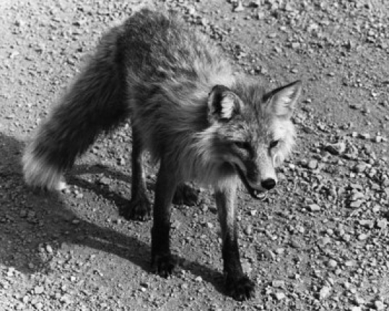 High Angle View of a Red Fox Vulpes Vulpes Poster Print - 18 x 24 in.