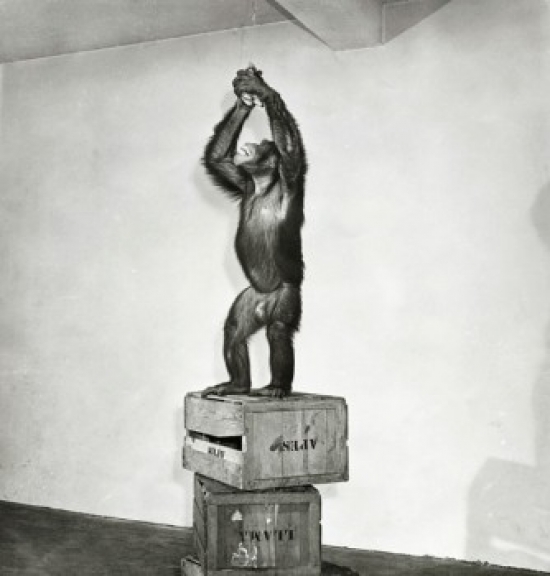 Chimpanzee Standing on a Stack of Crates & Reaching for a Bunch of Bananas Poster Print - 18 x 24 in.