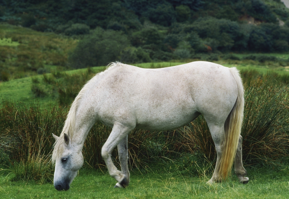 Connemara Pony Poster Print by The Irish Image Collection - 18 x 12