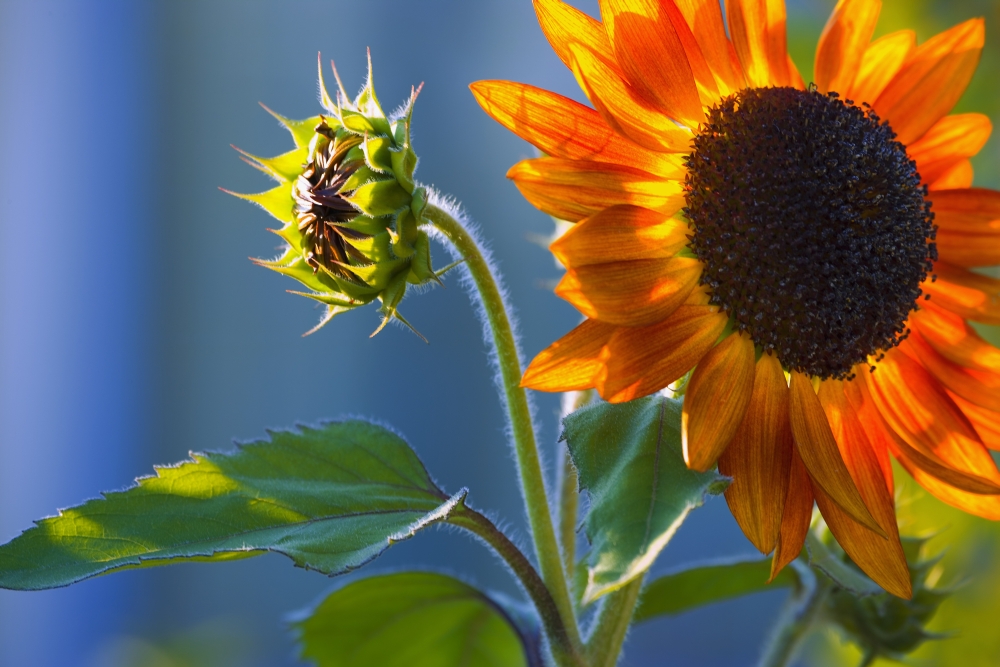 A Sunflower Blooming with Bud Poster Print by Carson Ganci - 17 x 11