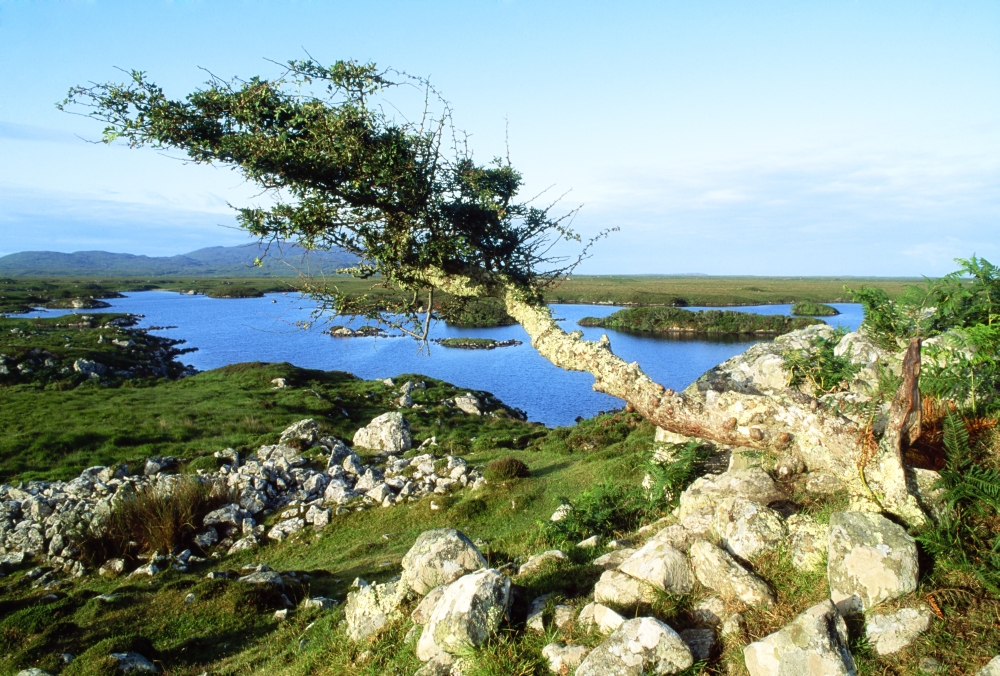 DPI1808068 Roundstone Connemara County Galway Ireland - Tree On A Bog Poster Print by The Irish Image Collection, 18 x 12
