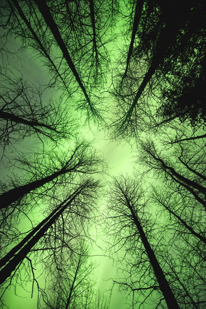 The Aurora Borealis Glows Overhead in a Spruce Forest in Portage Valley Chugach Poster Print by Carl Johnson - 24 x 38 - Large